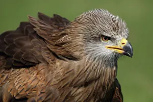 Abundant: Black Kite