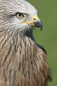Abundant: Black Kite