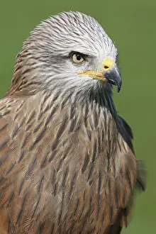 Abundant: Black Kite