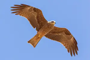 Migrans: Black Kite