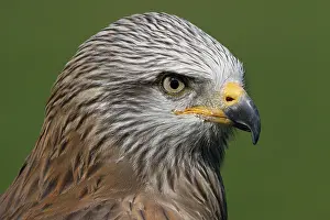 Abundant: Black Kite