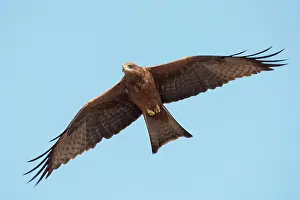 Migrans: Black Kite