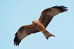 Proud: Black Kite