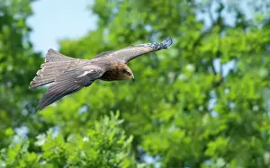 Migrans: Black Kite