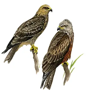 Migrans: Black Kite