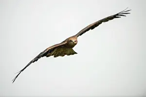 Kite: Black Kite