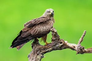 Leon: BLACK KITE