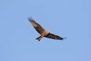 Migrans: Black Kite adult bird in flight Germany