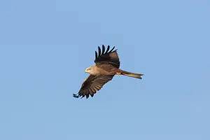 Migrans: Black Kite adult bird in flight Germany