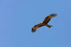 Migrans: Black Kite - adult in flight