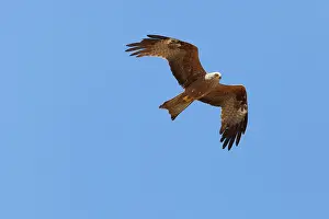 Migrans: Black Kite - adult in flight