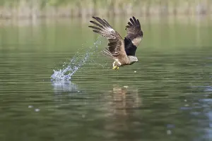 181218: Black Kite - adult kite catching a fish - Germany