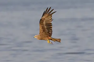 181218: Black Kite - adult kite in flight with a fish - Germany