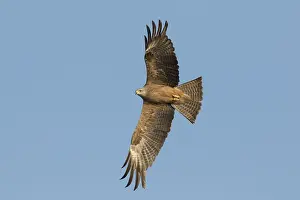 181218: Black Kite - adult kite in flight - Germany