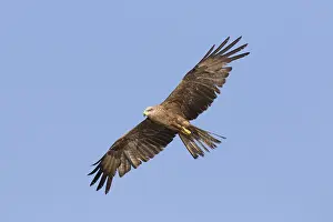 181218: Black Kite - adult kite in flight - Germany