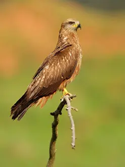 Migrans: Black Kite adult perched on branch