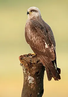 Migrans: Black Kite adult perched on branch