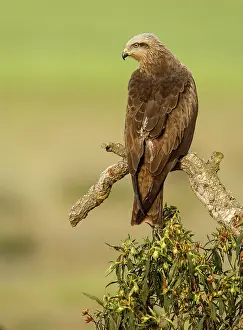 Migrans: Black Kite adult perched on branch