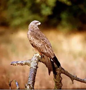 Zdenek Tunka: BLACK KITE - On branch