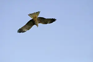 Migrans: Black Kite - Diving towards food item