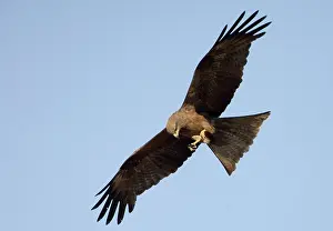 Migrans: Black Kite eating while in flight