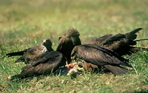 Migrans: Black Kite - feeding on carrion togetherS