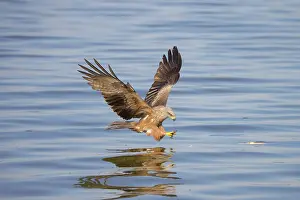 Mecklenburg: Black Kite fish