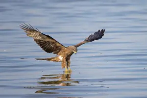 Mecklenburg: Black Kite fish