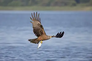 Mecklenburg: Black Kite fish