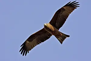 Migrans: Black Kite - in flight