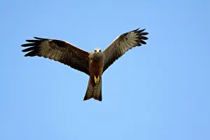 Migrans: Black Kite - in flight