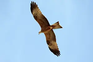 Migrans: Black Kite - in flight