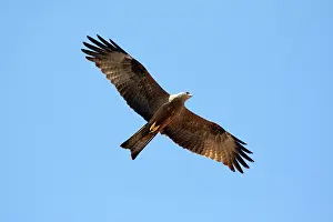 Migrans: Black Kite - in flight