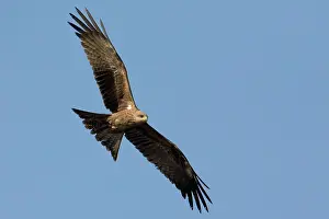 Migrans: Black Kite in flight