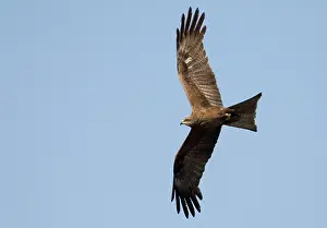 Migrans: Black Kite in flight