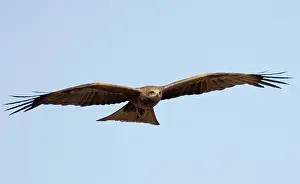 Migrans: Black Kite in flight