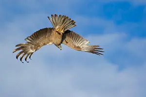 Preys: Black Kite - in flight