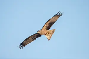 Kite: Black KIte flight