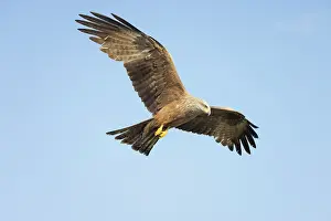 Kite: Black KIte flight