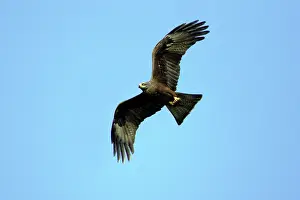 Migrans: Black Kite - In flight carrying prey in talons