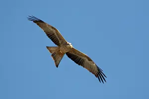 Migrans: Black Kite - In flight above mangroves