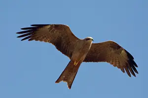 Migrans: Black Kite - In flight above mangroves