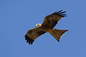Migrans: Black Kite - in flight - in open country 50km north