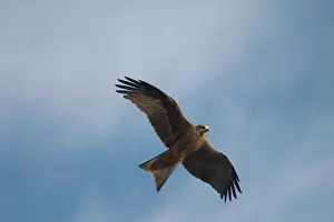 Flames: Black Kite - Frequents rubbish dumps, stockyards