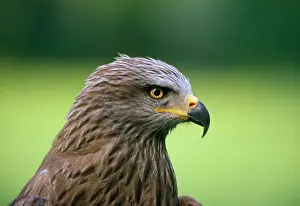 Zdenek Tunka: BLACK KITE - HEAD