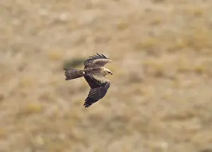 Migrans: Black Kite - juvenile on migration