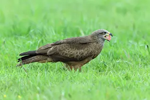 Migrans: Black Kite - on meadow feeding