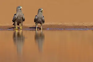 Housing: Black Kite, (Milvus aegyptius), Morgan Kunda lodge / road to