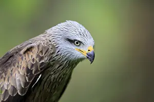 Alertness: Black Kite (Milvus migrans), adult