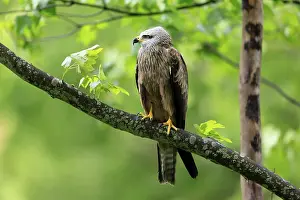 Accipitridae: Black Kite (Milvus migrans), adult